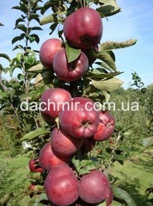О колоновидной яблоне джин: описание и характеристики сорта, посадка и уход