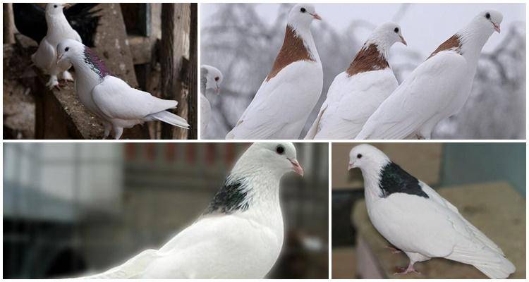 Особенности пермской породы голубей – гривунов