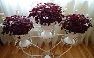 Особенности и нюансы ухода за растением кислица «фиолетовая» (оксалис) в домашних условиях