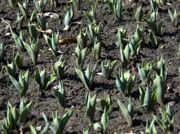 Советы по выращиванию тюльпанов. почему не цветут тюльпаны: что делать, если у цветка одни листья почему у тюльпанов нет цветов