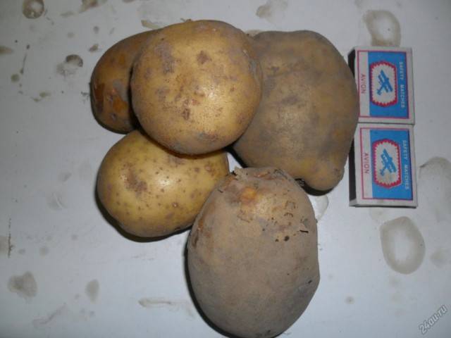 Сорта картофеля для северо-кавказского региона: список