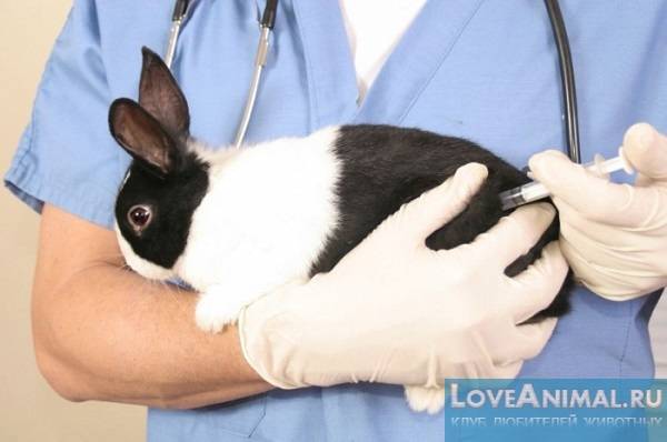 Вакцинация кроликов: какие и когда прививки делать в домашних условиях