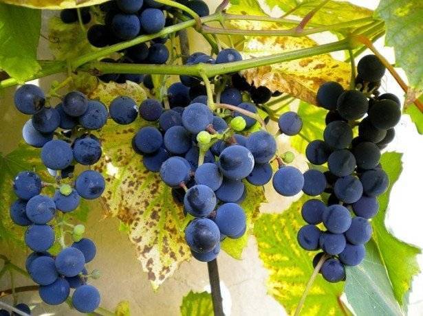Обработка винограда от вредителей и болезней: какие препараты использовать