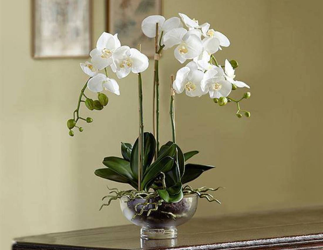 Орхидея Фаленопсис: как реанимировать цветок, если погибли корни