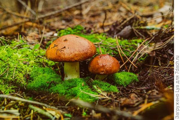 Самые удивительные факты о грибах: древние, живучие, опасные