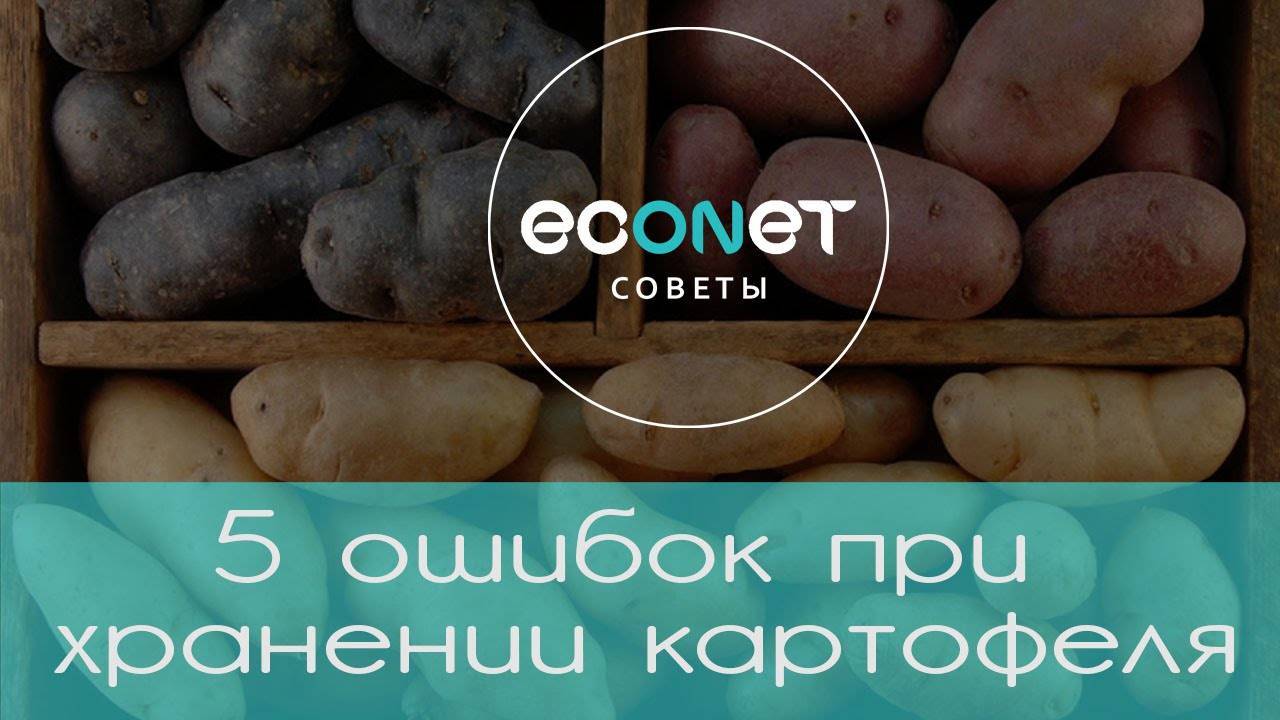 Гнили картофеля: фото, видео, почему гниёт картофель, меры защиты и борьбы