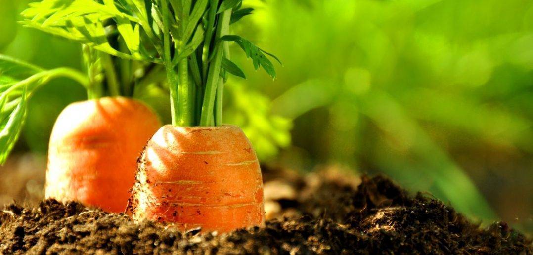 Посадка моркови под зиму: как и когда сажать овощ осенью, подходящие сорта, отзывы