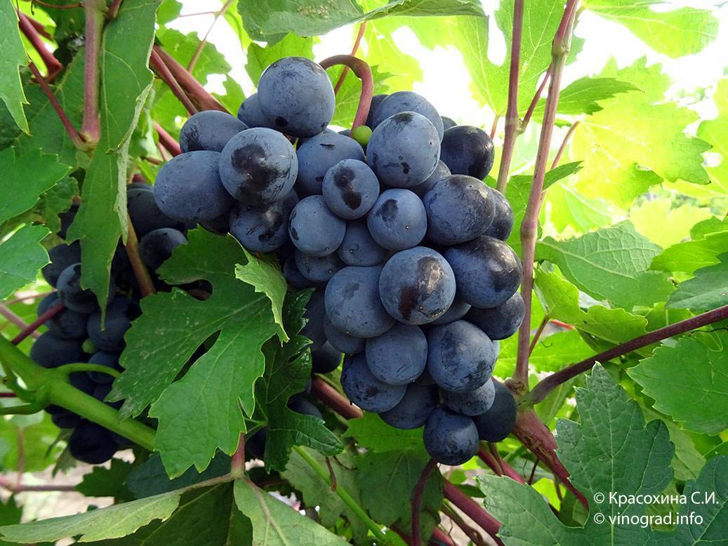 Сорт винограда подарок несветая: фото, отзывы, описание, характеристики.