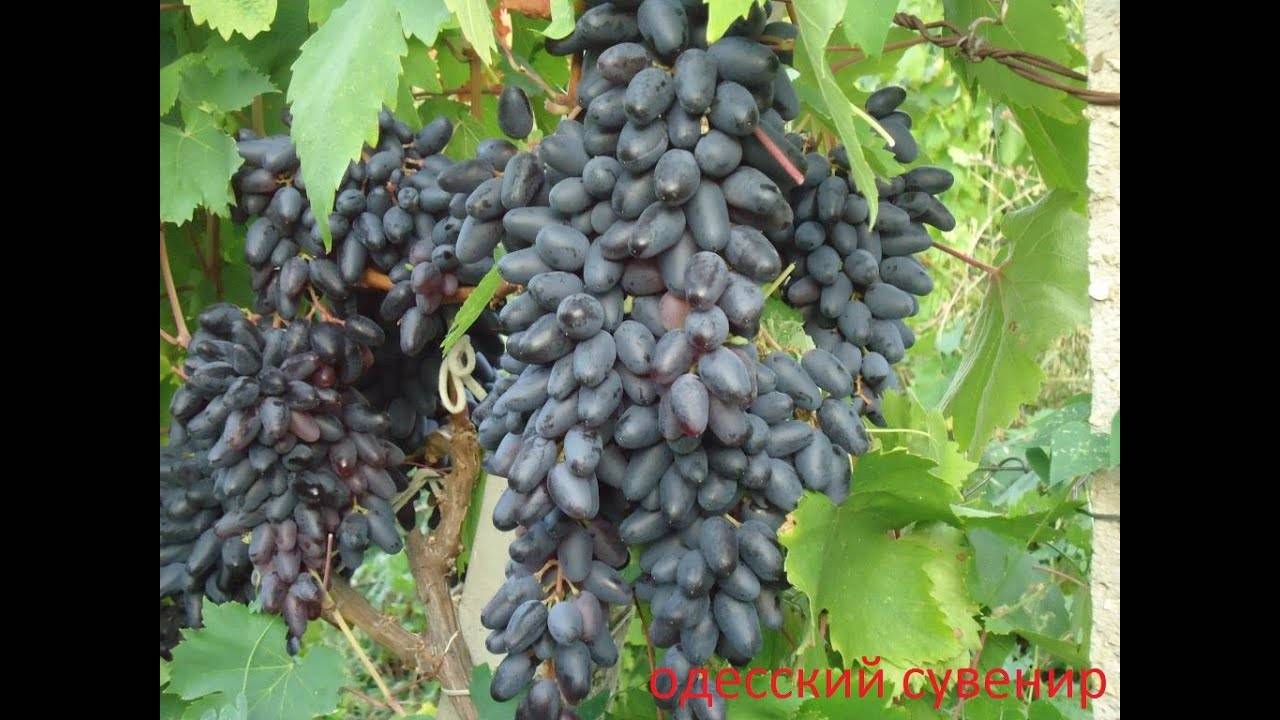 Сорт винограда одесский сувенир: описание, фото