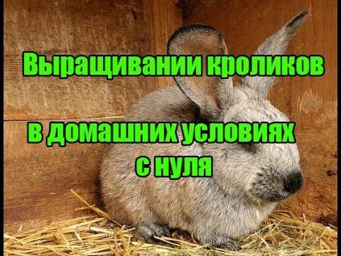 Разведение кроликов от а до я