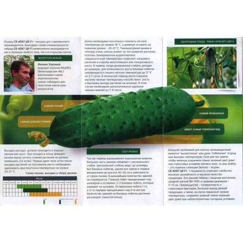 Урожайный «голландец»: огурец св 4097 цв f1, описание, основные характеристики, фото