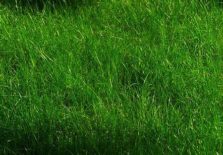 Как сажать газонную траву правильно и когда лучше ее сеять на участке