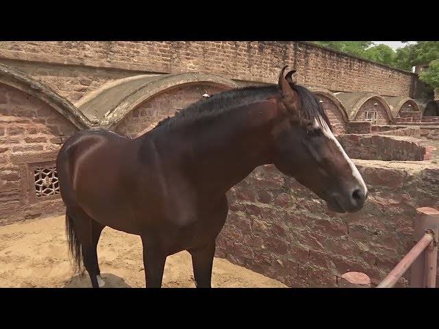 Лошадь индийской породы марвари