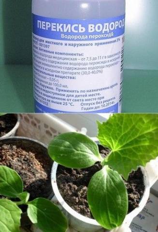 Подкормка рассады томатов перекисью водорода: как поливать, опрыскивание