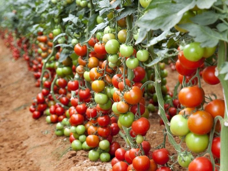 Как сажать помидоры - 115 фото лучших способов выращивания помидоров в разных условиях