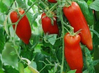 Томат пинк биф f1: отзывы об урожайности помидоров от фирмы семко и фото куста, характеристика и описание сорта