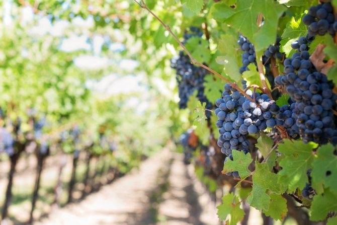 Для чего виноград весной обрабатывают железным или медным купоросом и как это сделать правильно?
