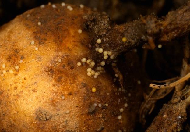 Стеблевая нематода картофеля: виды, способы борьбы и профилактики