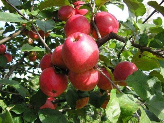 Яблоня пепин шафранный: фото и описание сорта, отзывы