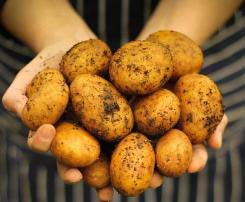 Картофель уладар – описание сорта, фото, отзывы