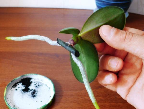 Выращивание деток орхидеи в домашних условиях