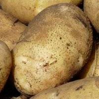 Сорт картофеля рокко. описание, характеристика, фото