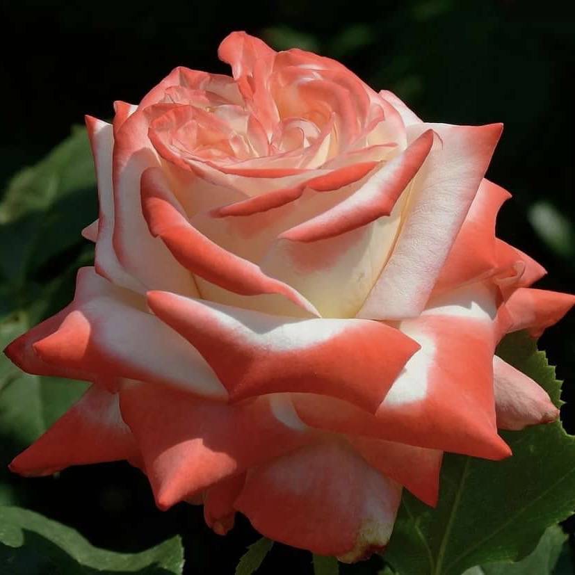 Императрица Фарах: подробное описание розы