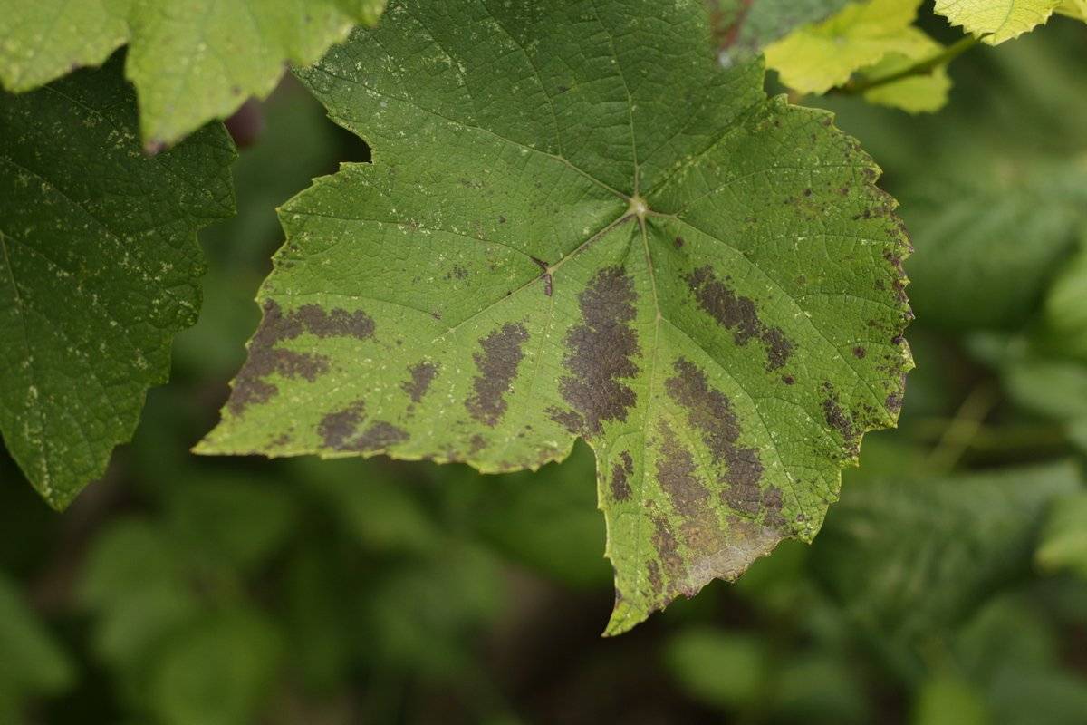 Причины, когда лист винограда приобретает светло-зеленый цвет
