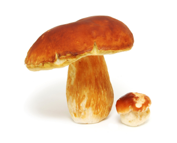 Особенности и советы по чистке белых грибов (+16 фото)