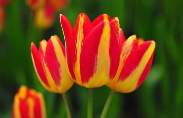 Особенности выращивания многоцветковых тюльпанов