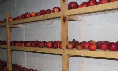 Как сохранить яблоки зимой в домашних условиях?