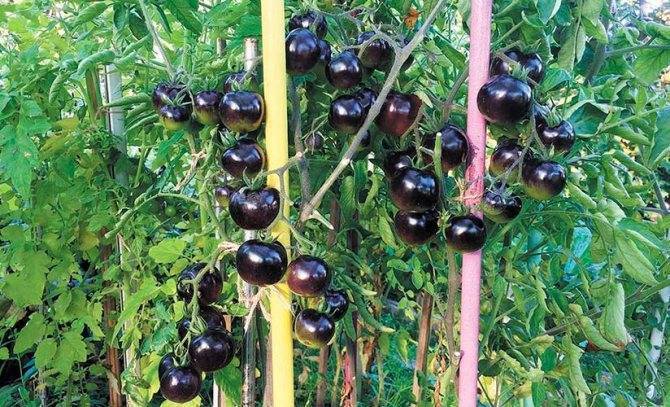 Томат "черная гроздь": описание сорта, характеристики плодов-помидоров, рекомендации по уходу и выращиванию, а так же фото и видео-материалы русский фермер