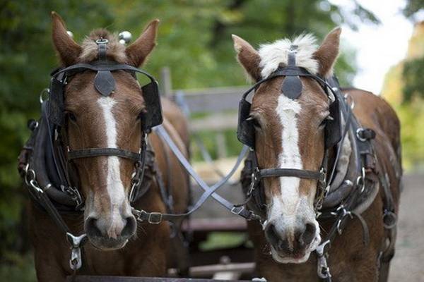 Все о сбруе для лошадей: особенности и основные предметы упряжи для лошади