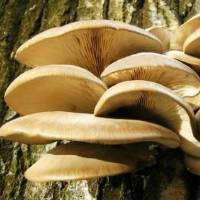 Где и как растут грибы вешенки: на каких деревьях, на земле и в лесу (+44 фото)