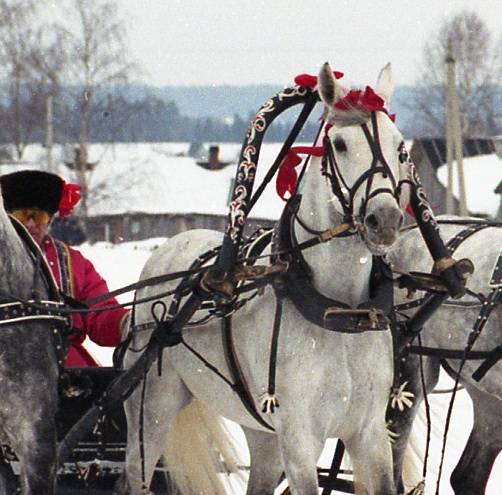 Седло для лошадей: виды седел, элементы, изготовление, фото