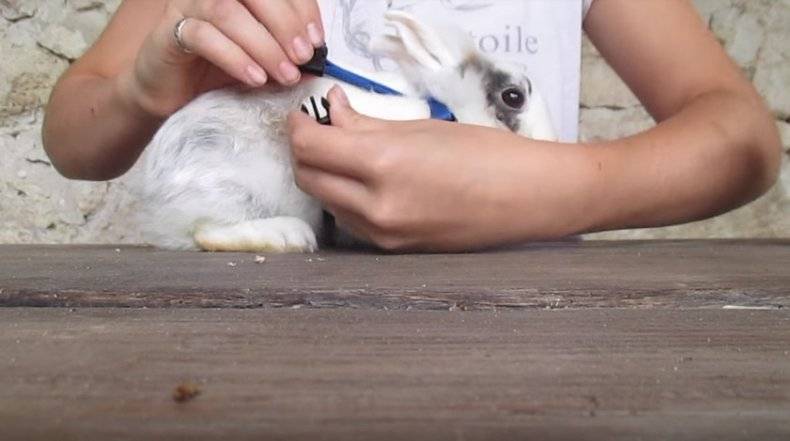 Как сделать шлейку для собаки в домашних условиях, как надевать шлейку своими руками