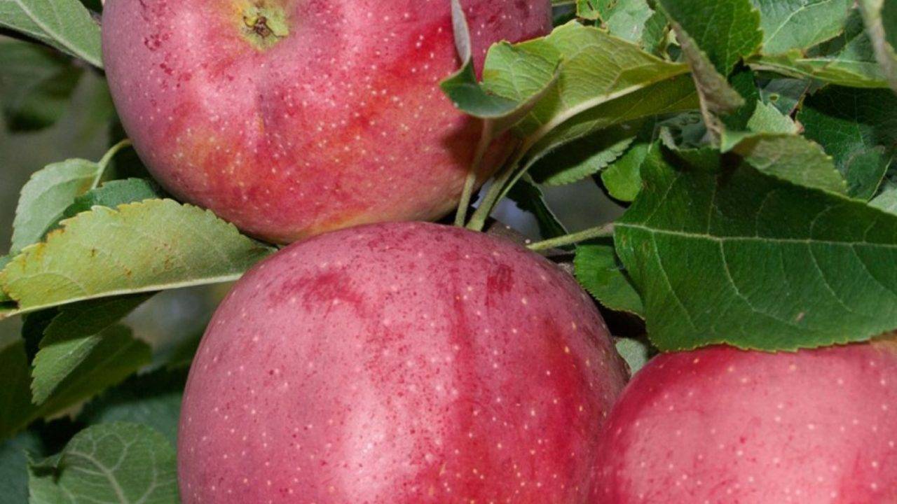 Яблоня флорина: фото и описание сорта, отзывы