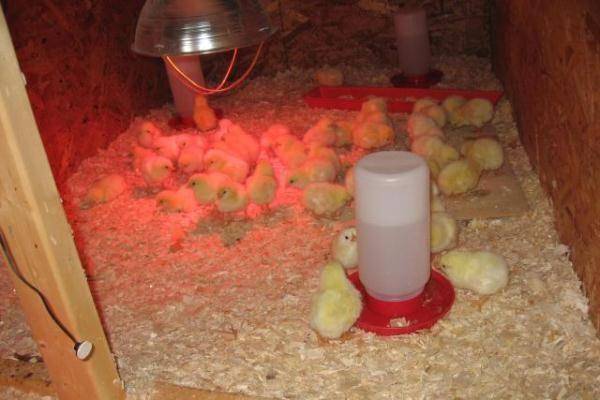 Чем кормить цыплят суточных в домашних условиях