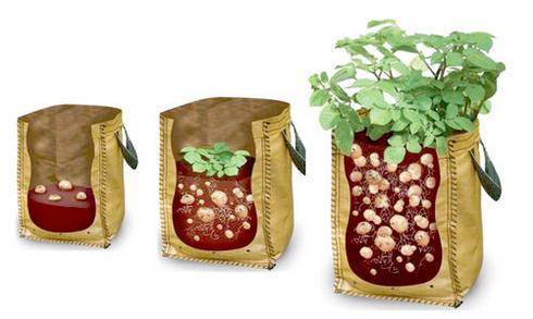 Технология выращивания картофеля в ящике или бочке