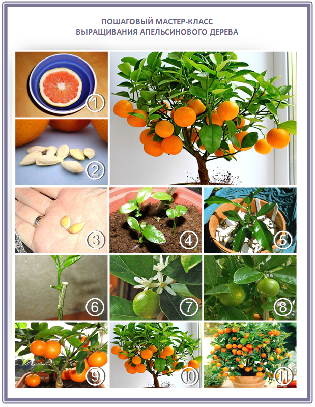 Апельсиновое дерево, уход в домашних условиях, фото