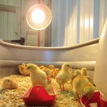 Выращивание цыплят несушек в домашних условиях: кормление и уход