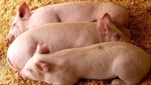 Свиноводство как прибыльный бизнес