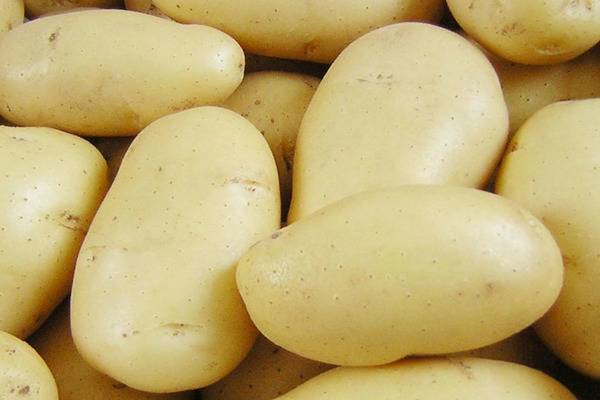 Описание картофеля сорта розалинд
