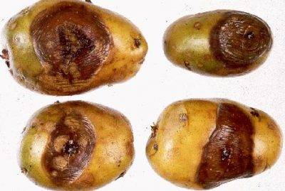 Как уменьшить рост ботвы и увеличить урожай картофеля... обсуждение на liveinternet