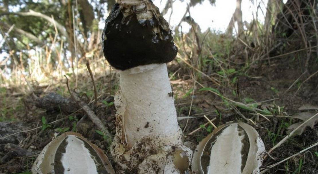 Описание гриба веселка, лечебные свойства и противопоказания