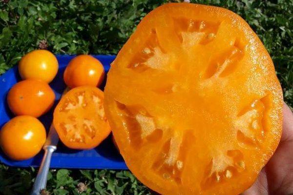 Желтые и оранжевые сорта томатов — для теплиц и открытого грунта