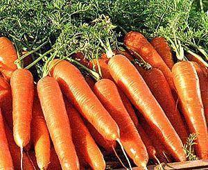 Как правильно посадить морковь, чтобы она выросла большой и вкусной