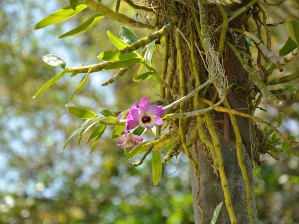 Правила выращивания орхидеи из Азии