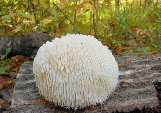 Гриб ежевик: виды, их описание и характеристики, пищевая ценность и калорийность грибов ежевиков