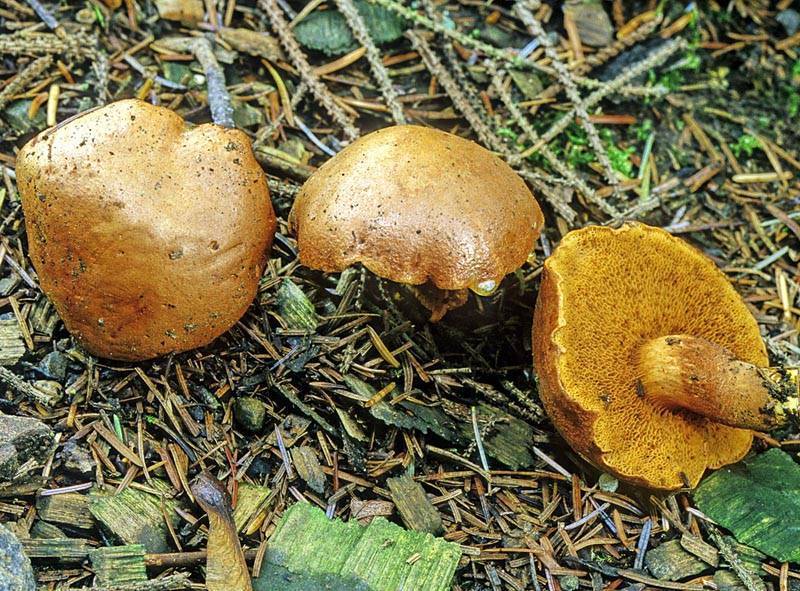 Съедобен ли перечный гриб и его описание (+17 фото)?